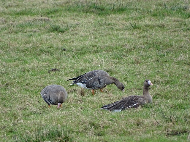 王金腰带 王金腰带