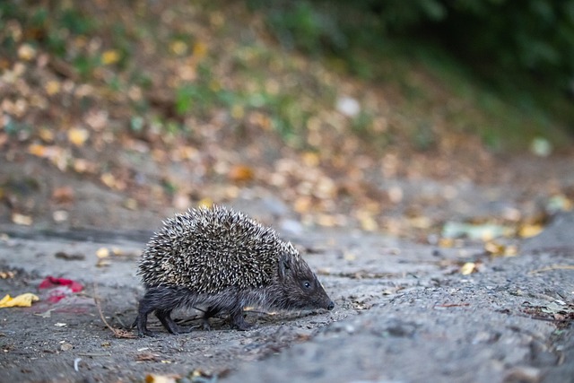 再局限于作 再局限于作